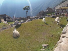 machu pichu, lhama